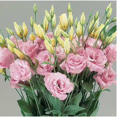 Превью изображения