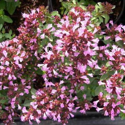 Превью изображения