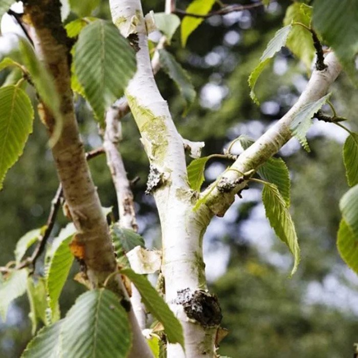 Превью изображения