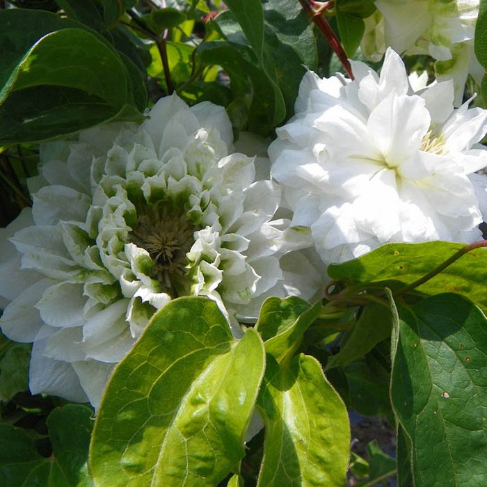 Превью изображения