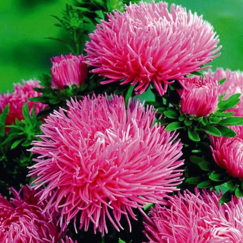 Превью изображения