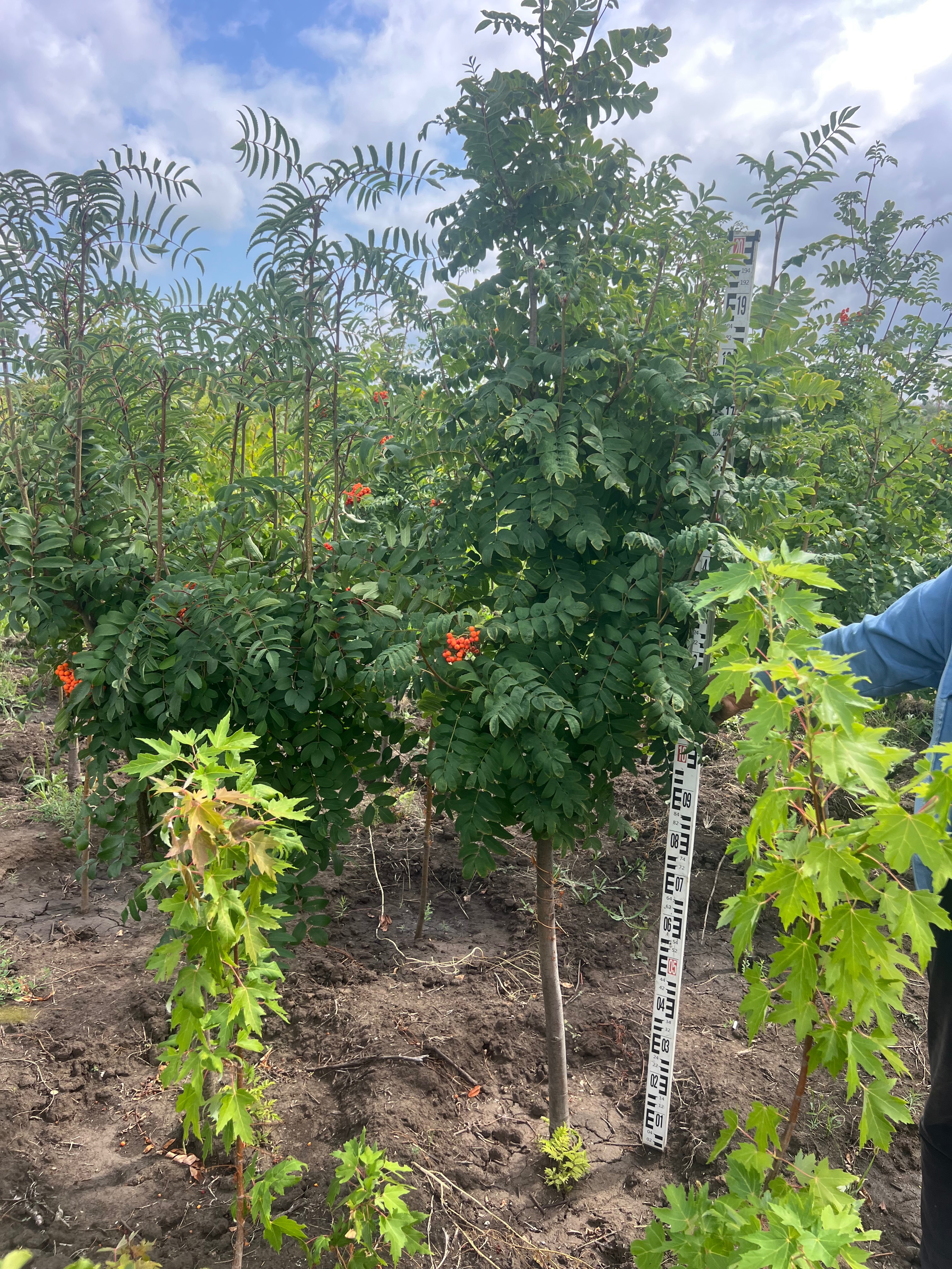 Превью изображения