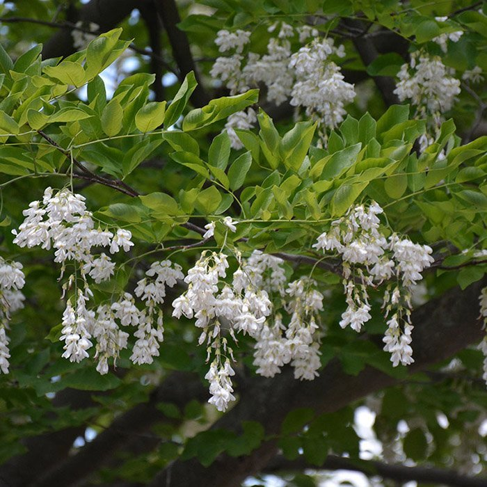 Превью изображения