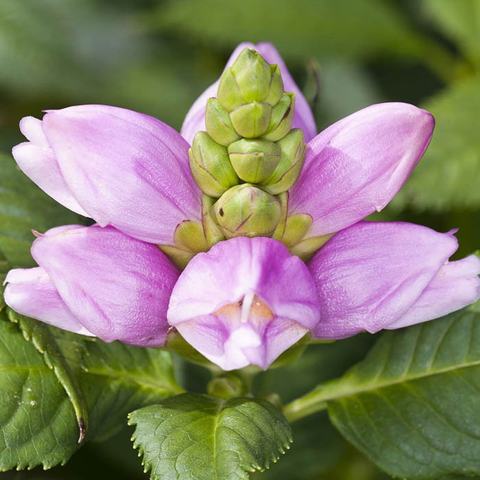 Превью изображения