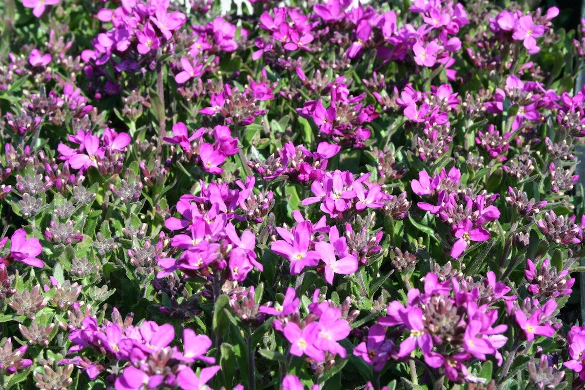 Превью изображения