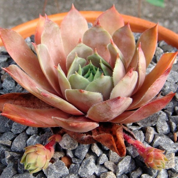 Превью изображения