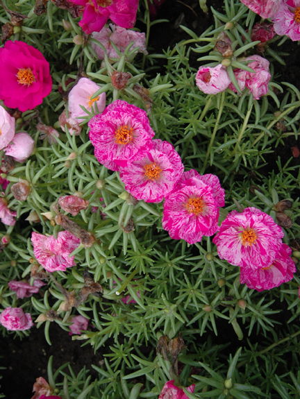 Превью изображения