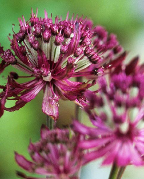 Превью изображения