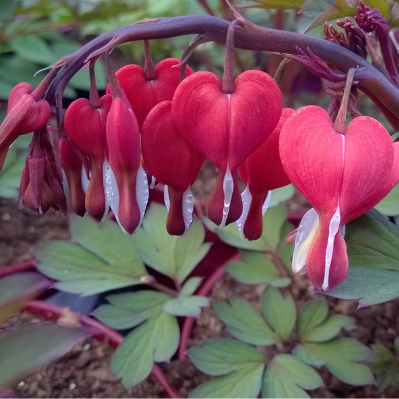 Превью изображения