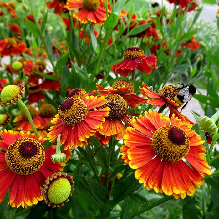 Превью изображения