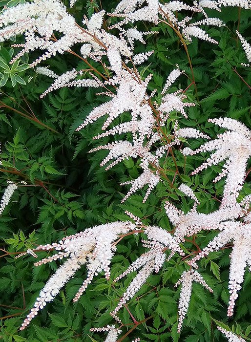 Превью изображения