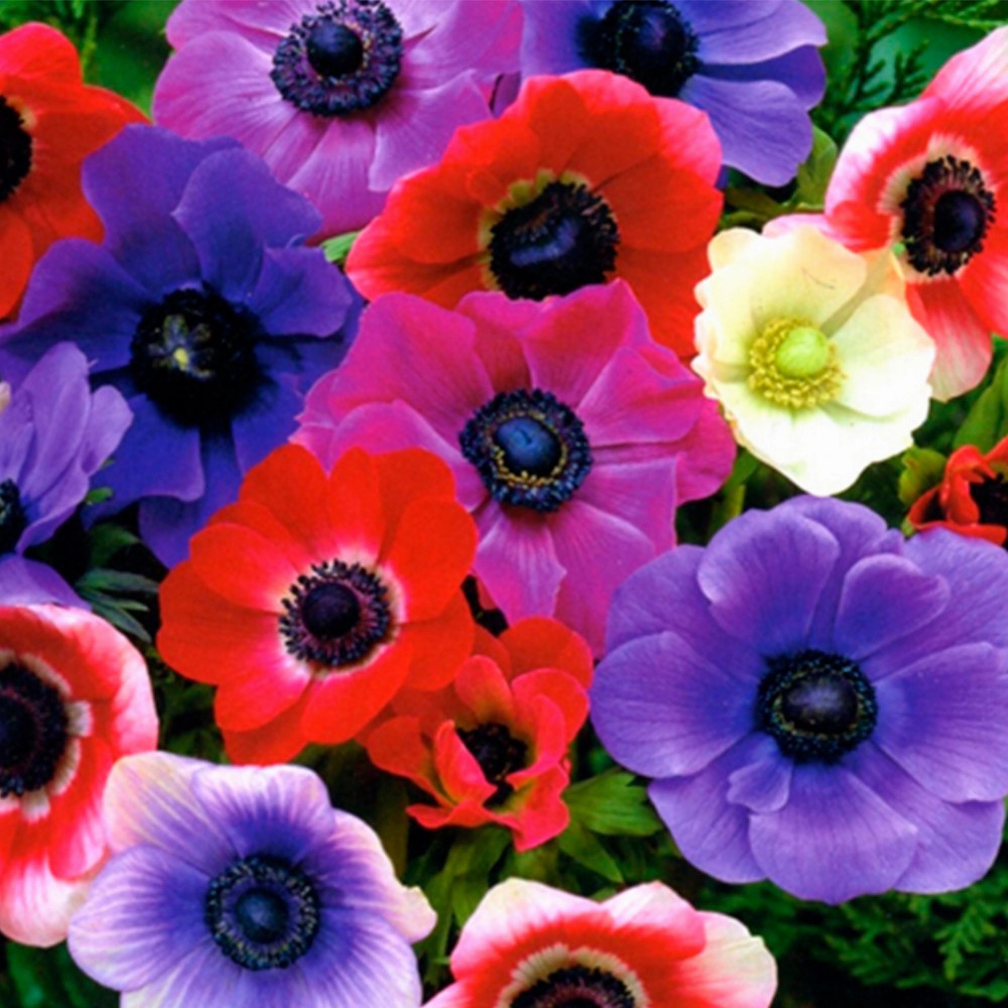 Превью изображения