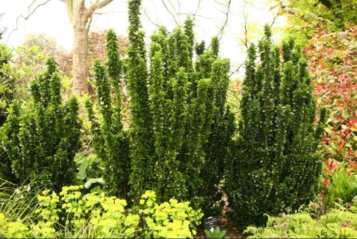 Превью изображения