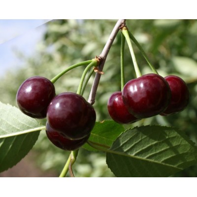 Превью изображения