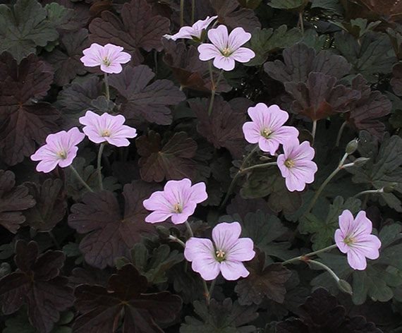 Превью изображения