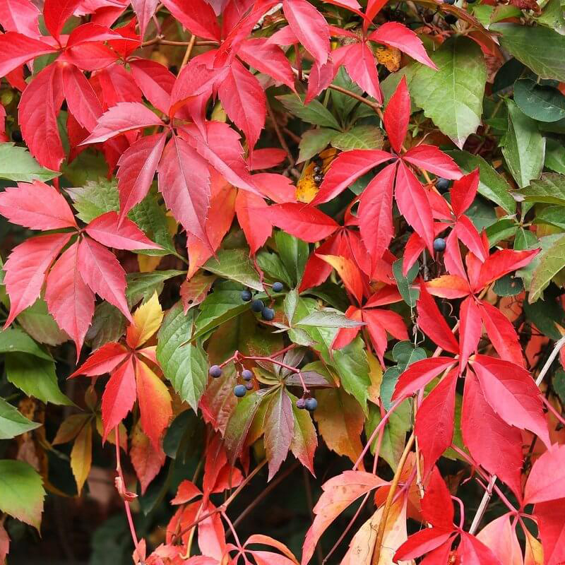 Превью изображения