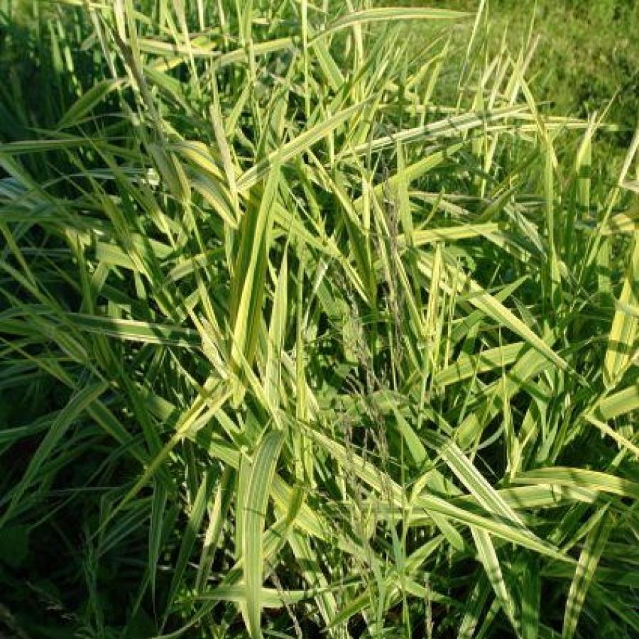 Превью изображения