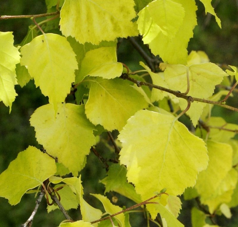 Превью изображения