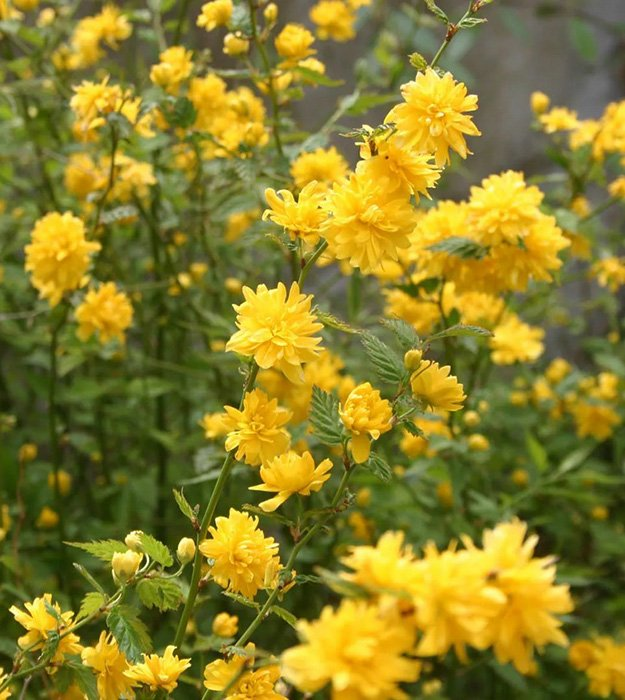 Превью изображения