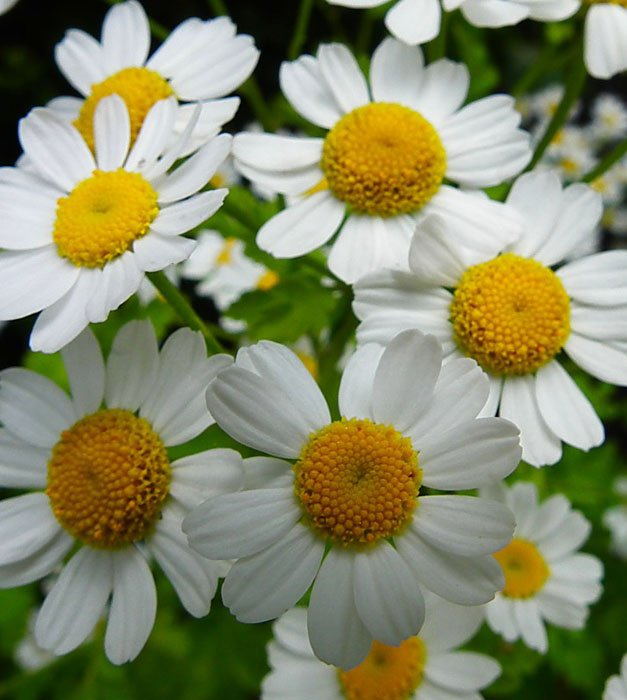 Превью изображения