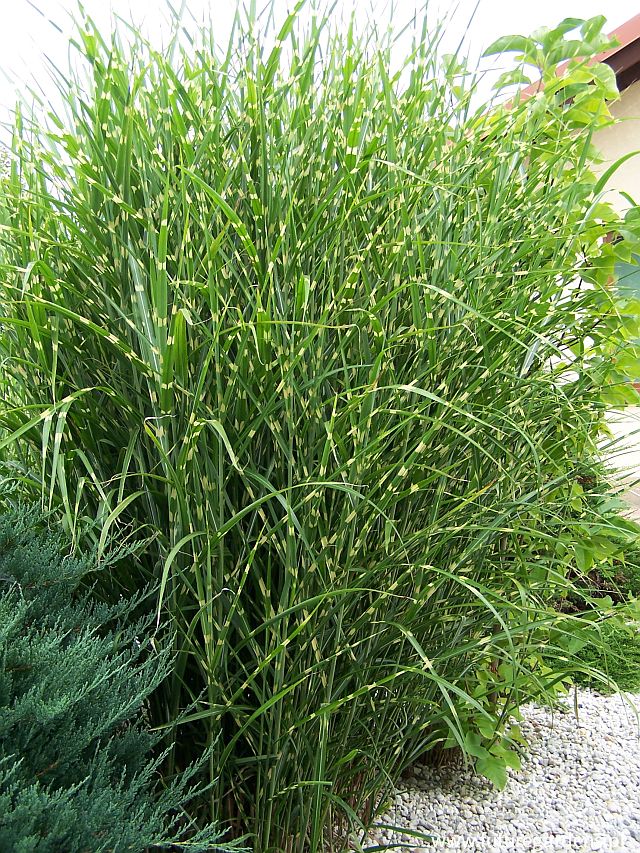 Превью изображения