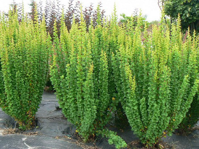 Превью изображения