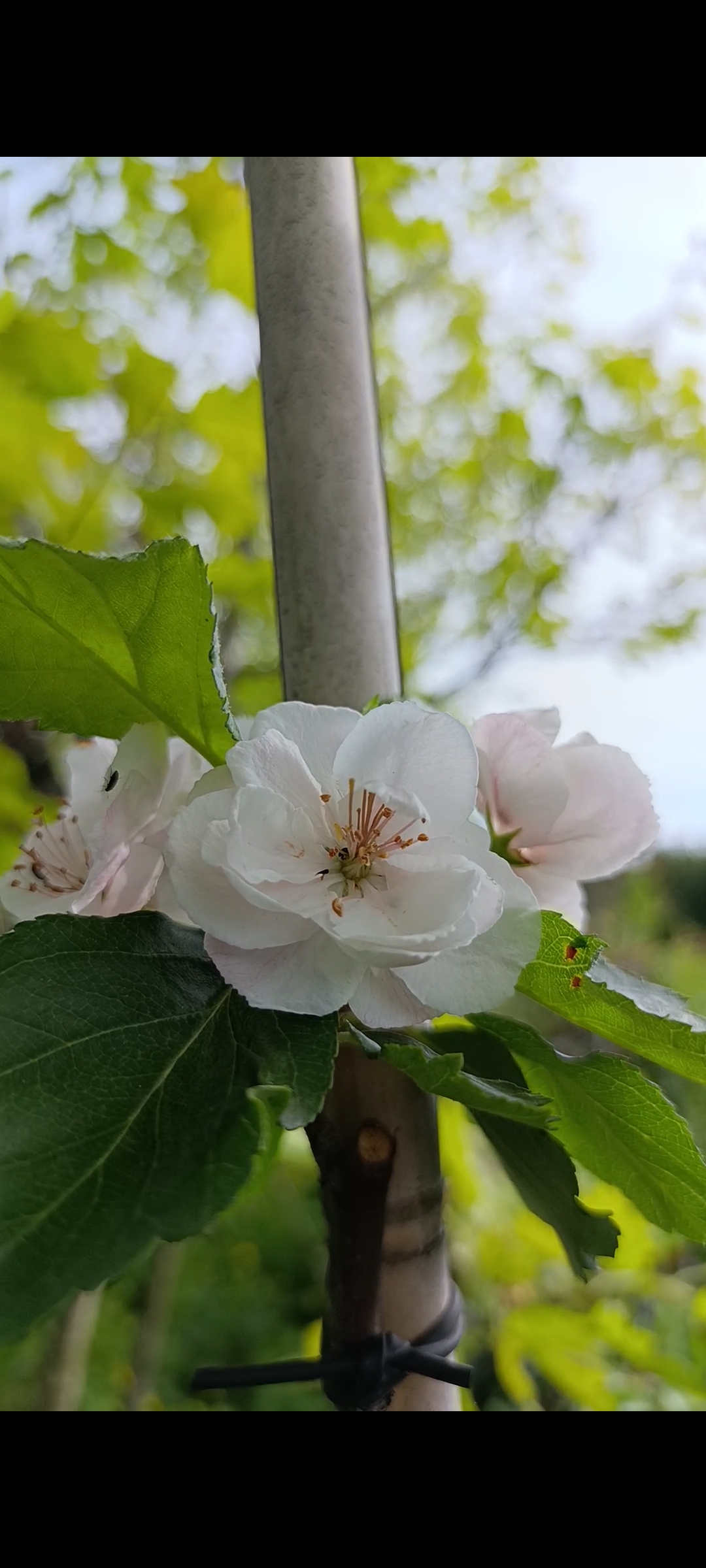 Превью изображения