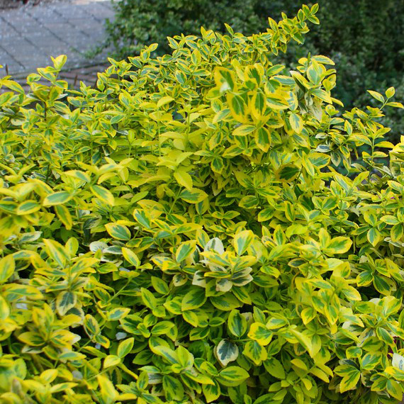 Превью изображения