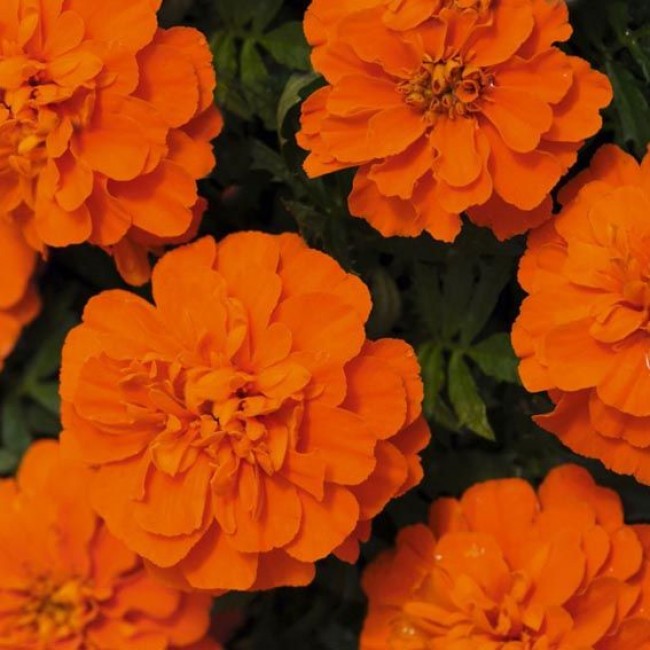 Превью изображения