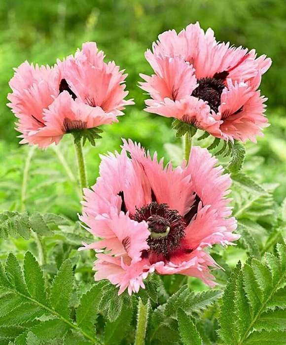 Превью изображения