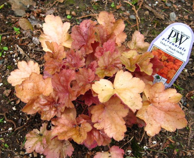 Превью изображения