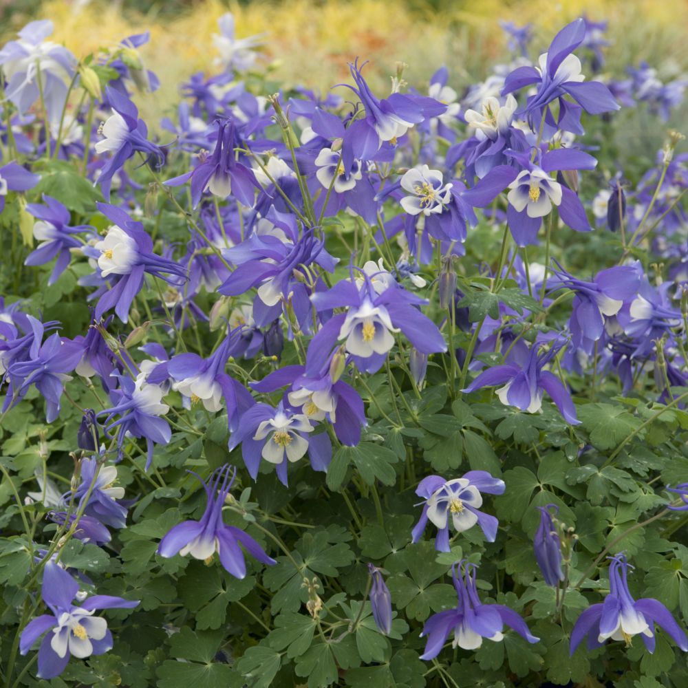 Превью изображения