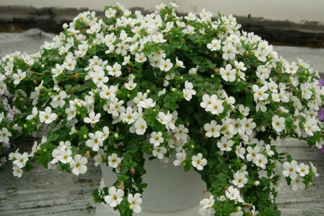 Превью изображения