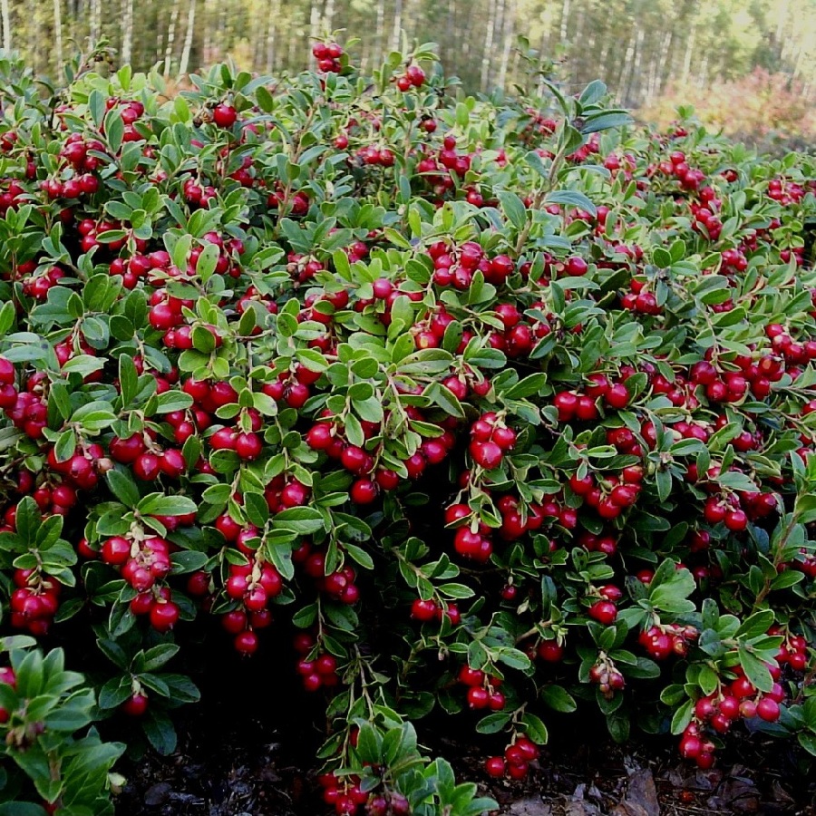 Превью изображения