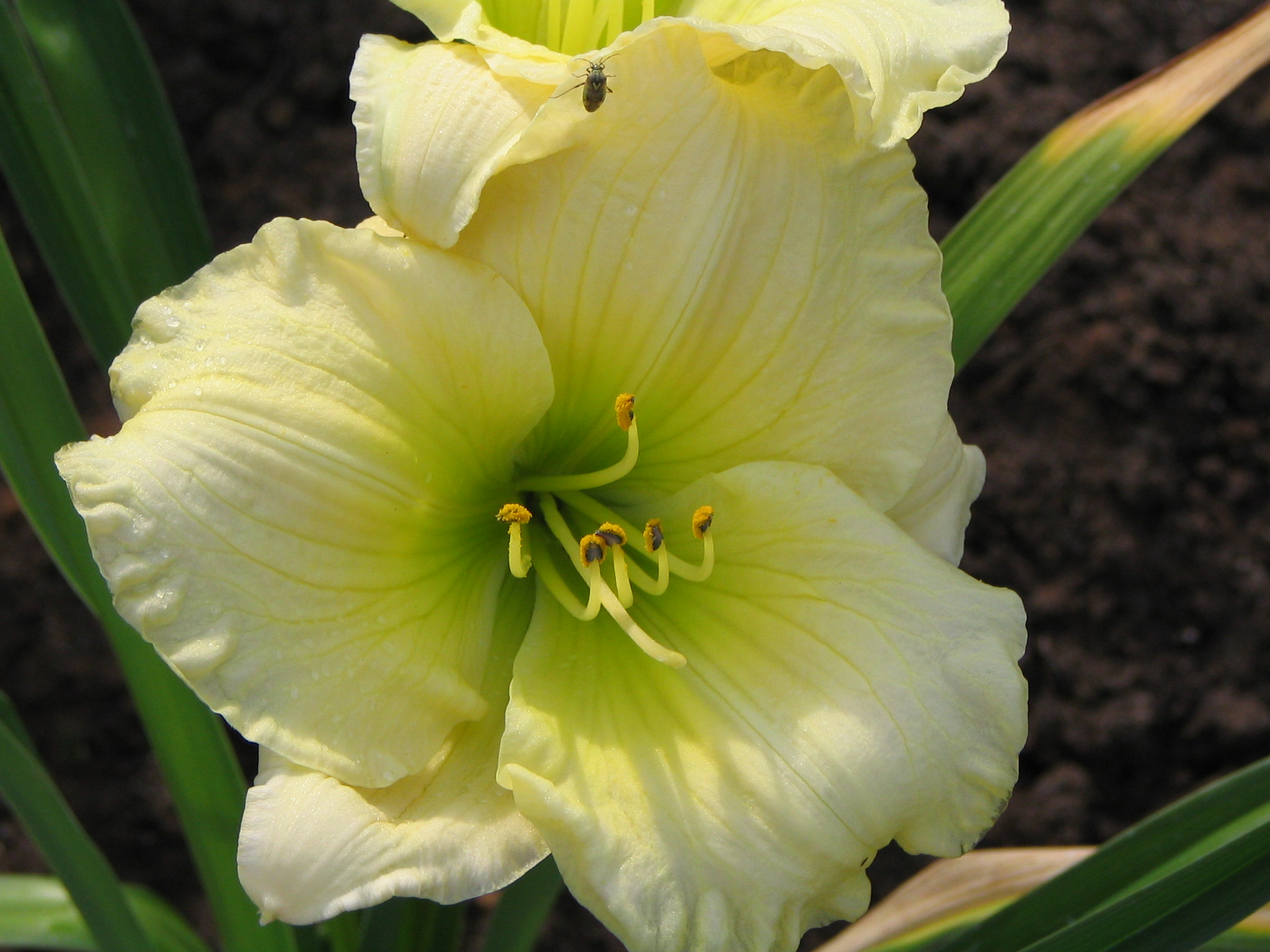 Превью изображения