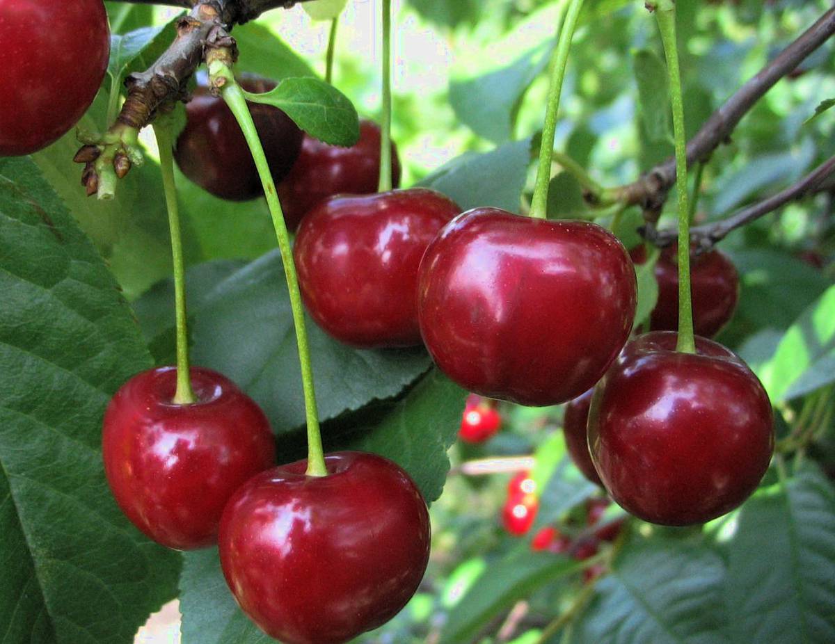 Превью изображения