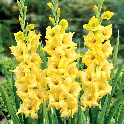 Превью изображения