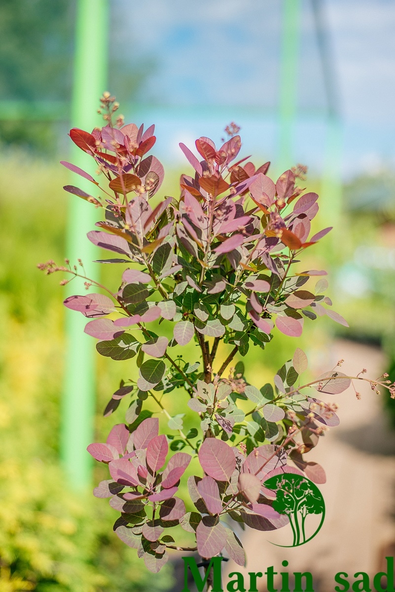 Превью изображения