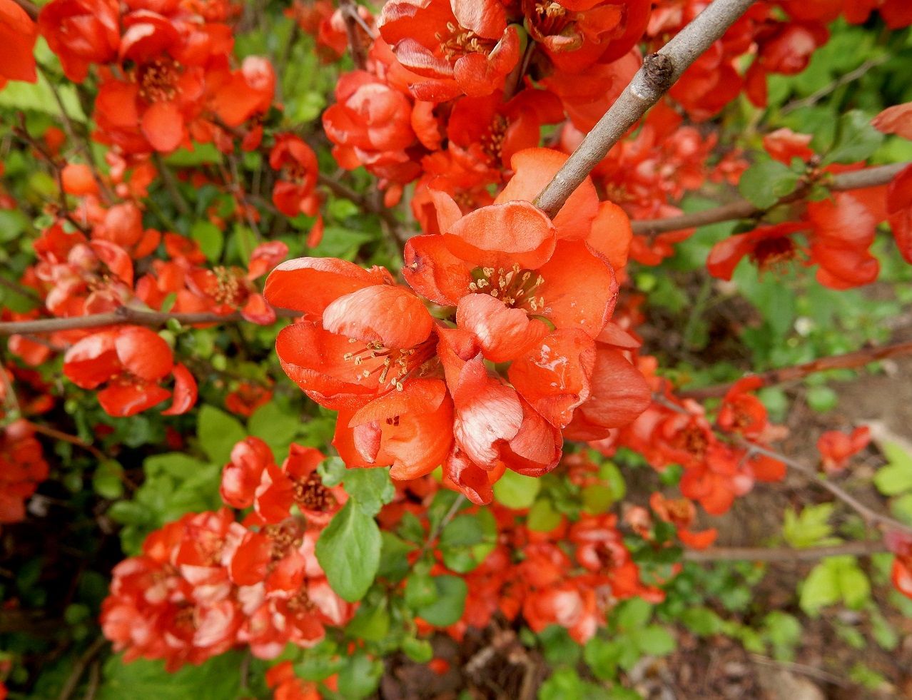 Превью изображения