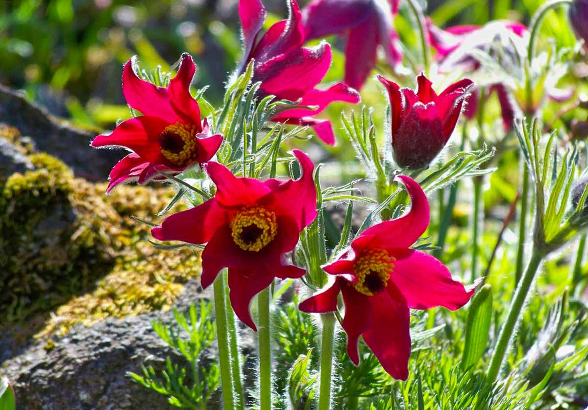 Превью изображения