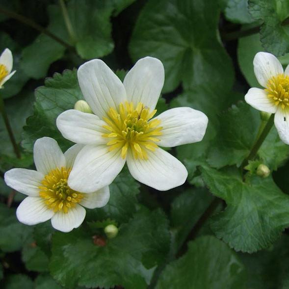 Превью изображения