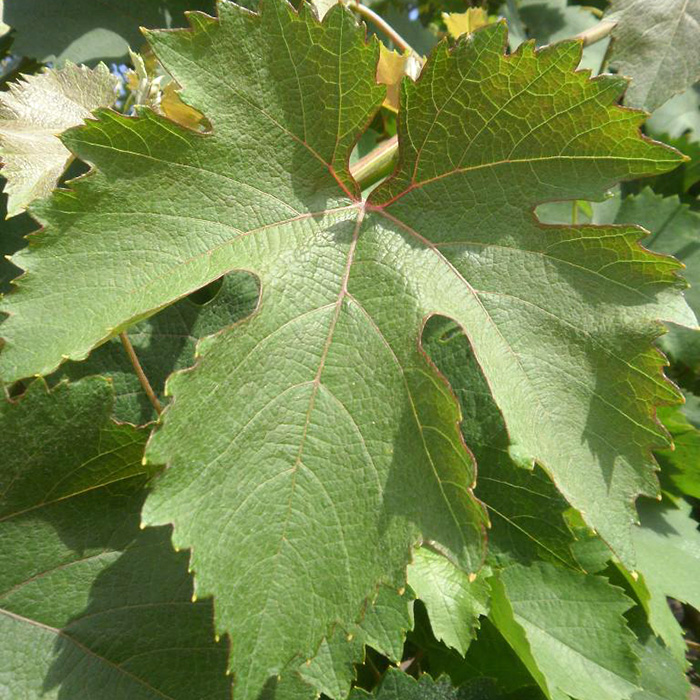 Превью изображения