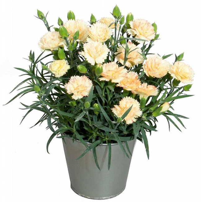 Превью изображения