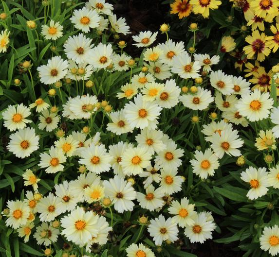 Превью изображения