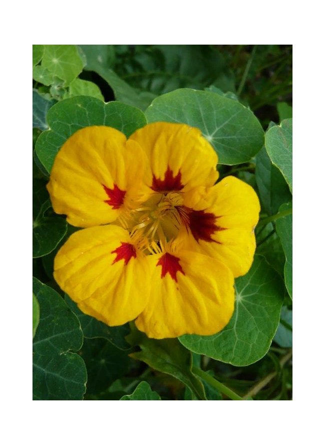 Превью изображения