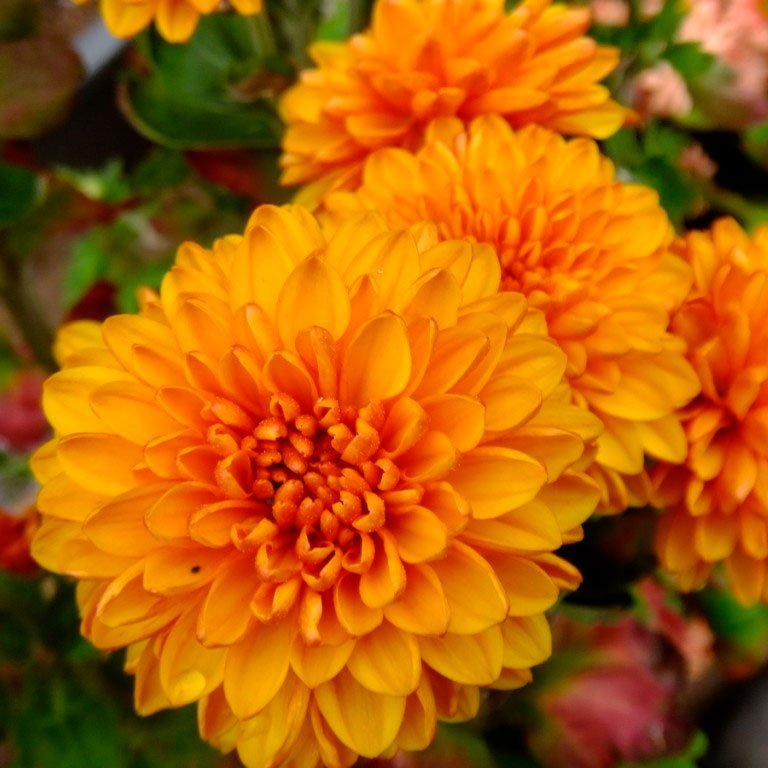 Превью изображения