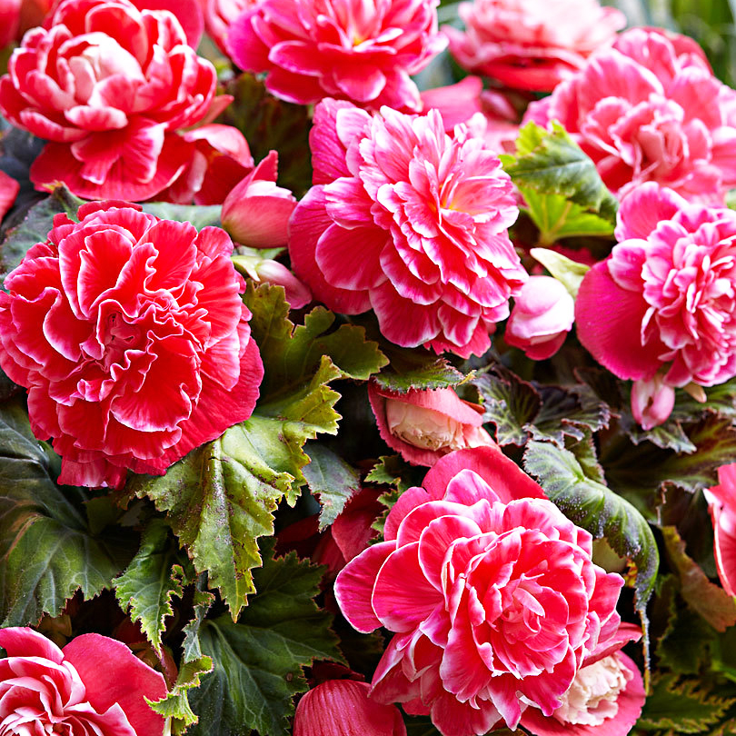 Превью изображения