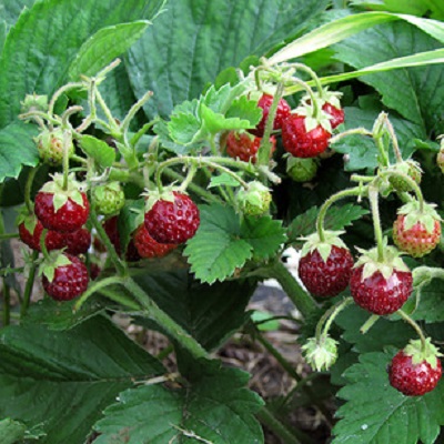 Превью изображения