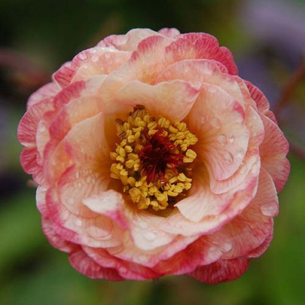 Превью изображения