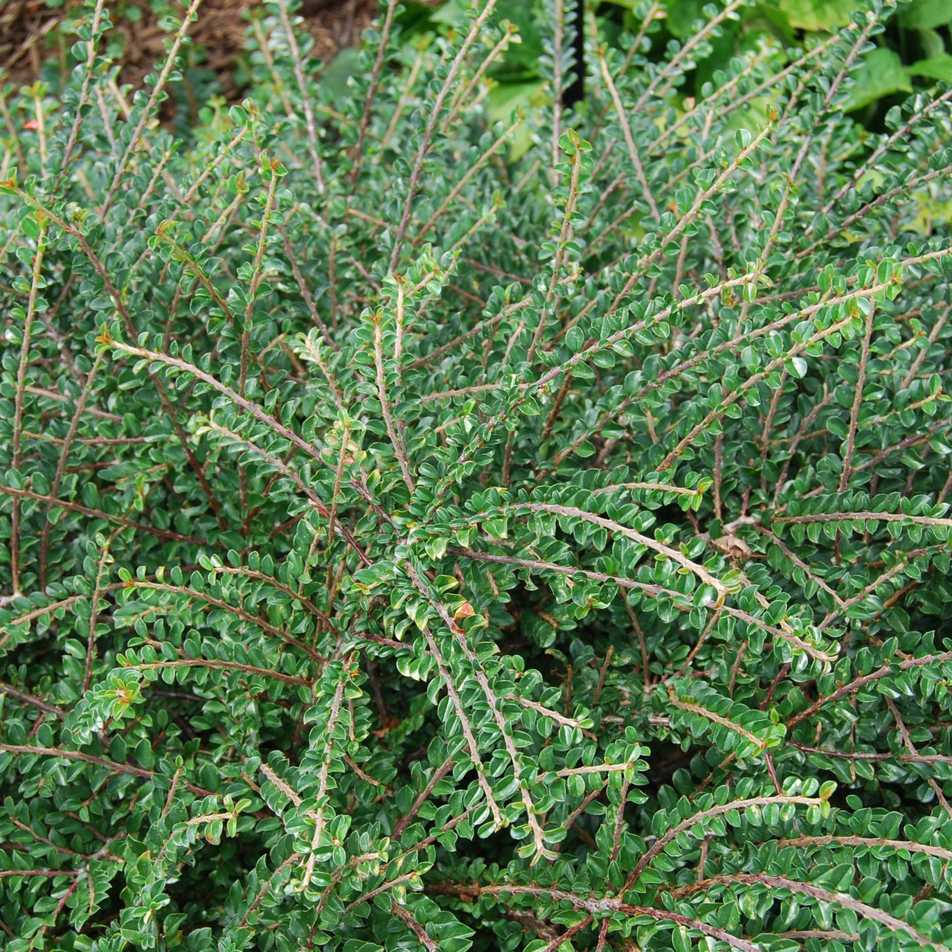 Превью изображения